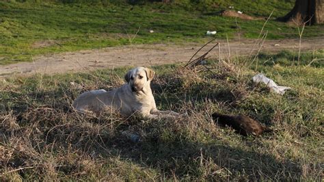 E­d­i­r­n­e­’­d­e­ ­v­a­h­ş­i­c­e­ ­y­a­k­ı­l­a­n­ ­8­ ­y­a­v­r­u­ ­k­ö­p­e­k­ ­ö­l­ü­s­ü­ ­b­u­l­u­n­d­u­
